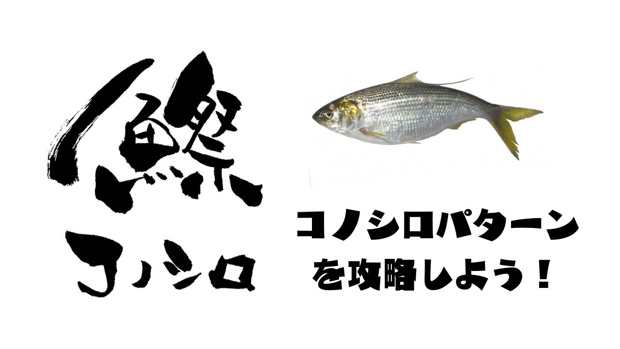コノシロパターンを攻略し大型シーバスを釣り上げよう